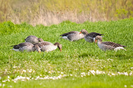 greylag goose, goose, water bird, bird, nature, animal