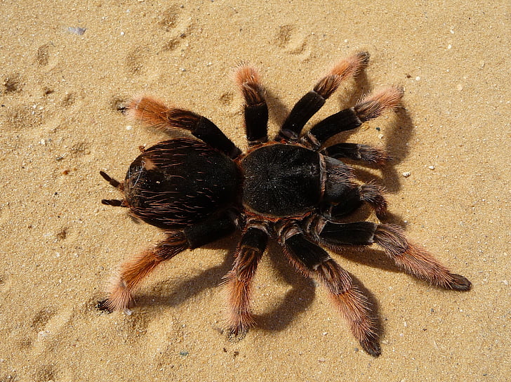 állat, közeli kép:, homok, pók, Tarantula, természet, Beach