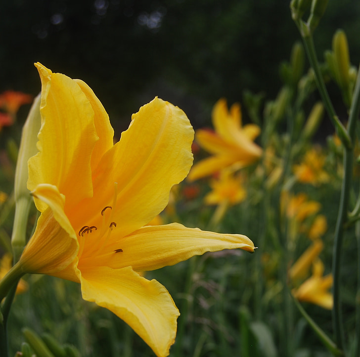 ดอกไม้, สีเหลือง, ดอกไม้สีเหลือง, ฤดูใบไม้ผลิ, กลีบ, พฤกษศาสตร์, daylily