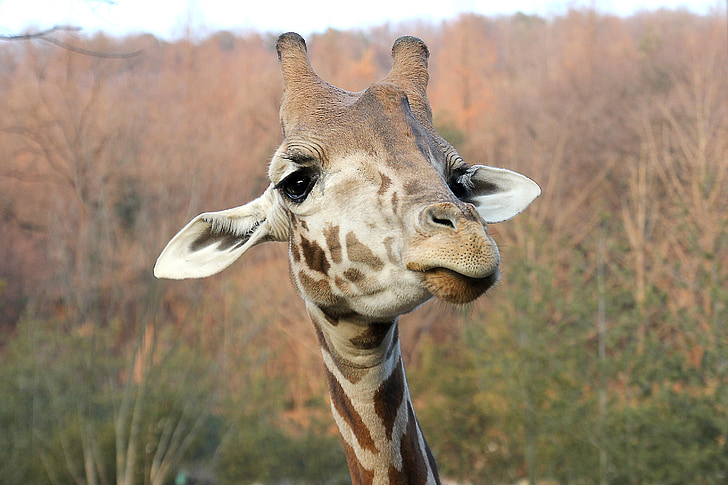 girafa, cara, animal, mamífer, natura, africà, zoològic