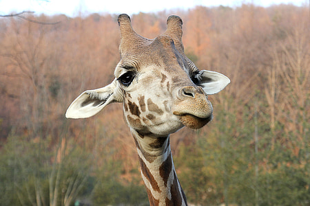 giraffe, face, animal, mammal, nature, african, zoo