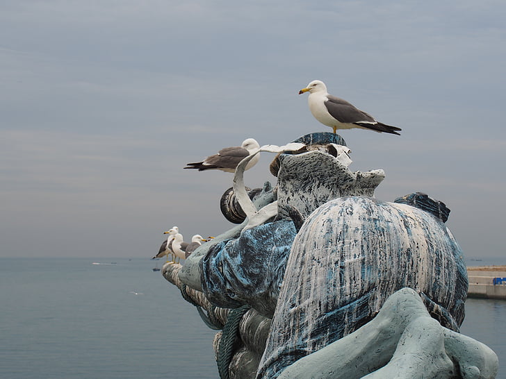 Dalian, Seagull, geparkeerd, tijger strand ocean park, magie, vogel, dierlijke thema 's
