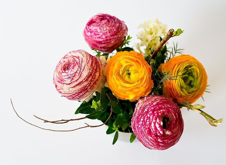 Rosa, taronja, agrupada, flors, RAM, blanc, fons