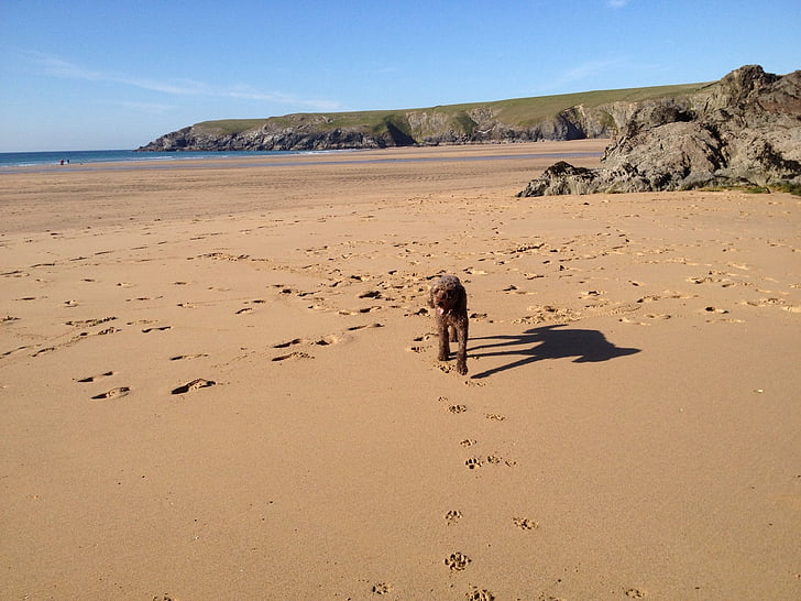 câine, plajă, Cornwall