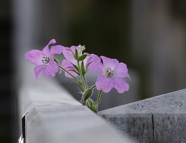 Bloom, květiny, Příroda, závod, květ, detail, čerstvosti