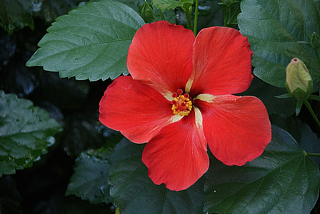 Hibiscus, červená, kvet, Príroda, Kvetinová, Tropical, kvet