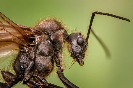 mravlja, makro, živali, žuželke, mala, Povečava, zlaganje