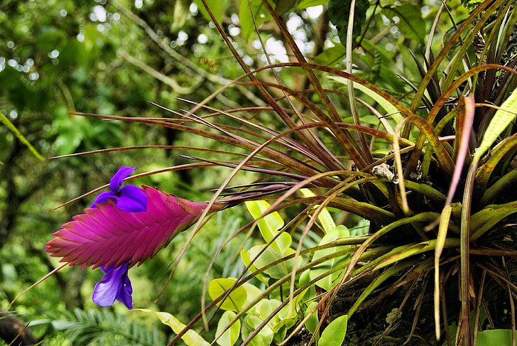 flor exótica, Tillandsia, bromelia, Amazonia