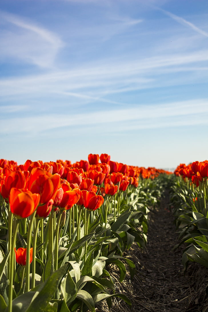tulipán, tavaszi, Hollandia, tulipán mezők, virág, virágok, piros