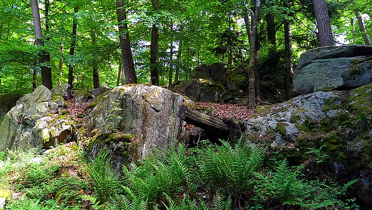 forest, stone, rock, fern, hike, nature