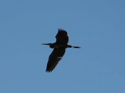 Kingfisher, Sky, modrá, vták