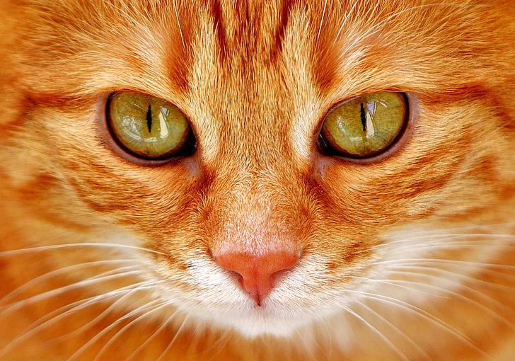 chat, yeux, yeux de chat, visage, Tigre, maquereau, Chat rouge