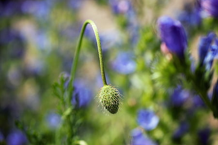 cápsula de la amapola, flor, flor de campo, verano, Bud, naturaleza, planta