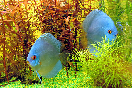 ปลา, พิพิธภัณฑ์สัตว์น้ำ, โลกใต้น้ำ, ของเล่น