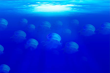 meduusa, Ocean, Sea, merenpohjan, meren eläin, vesi, sininen