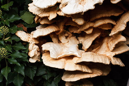 sulphur ovinus, laetiporus sulphureus, mushroom, like roof tiles, tufts, edge, wavy lobed