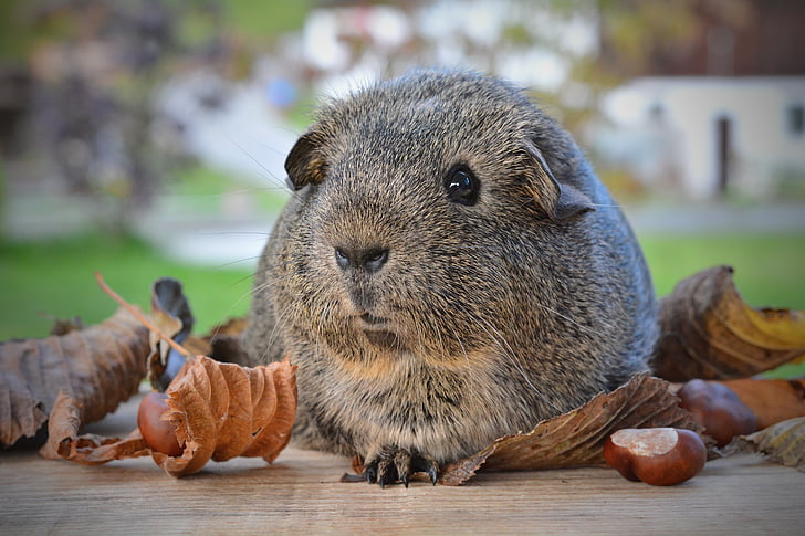 guinea pig, smooth hair, black-cream-agouti, rodent, animal, cute, small animals