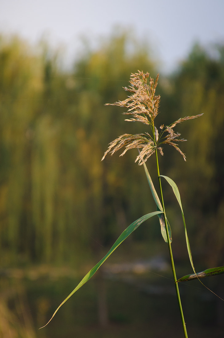 plant, material, wheat, wuxi, autumn