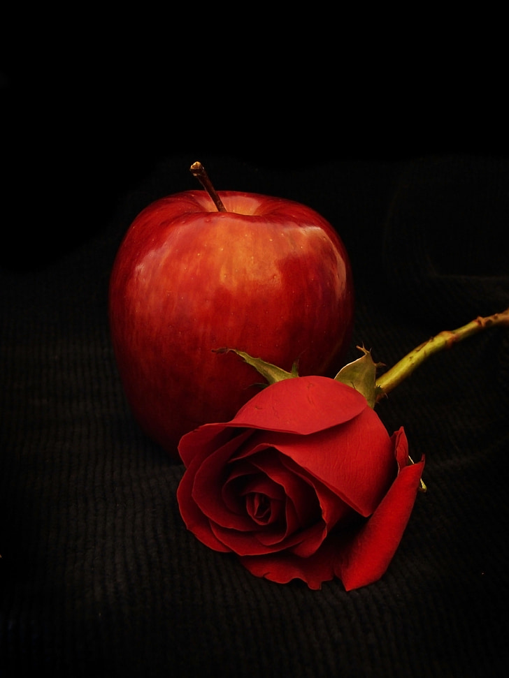 Poma, vermell, Rosa, rosa vermella, natura, pètals, bellesa
