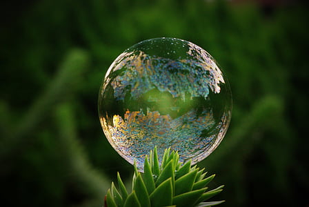 soap bubble, tree, mirroring, colorful, shimmer, float, airy