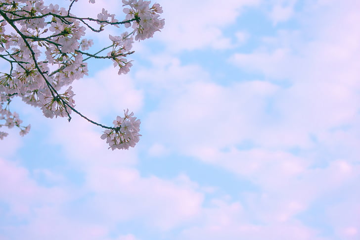 floración, flor, cielo azul, rama, brillante, nubes, Color