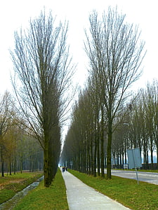 alley, tree lined, trees, perspective, road, travel, row