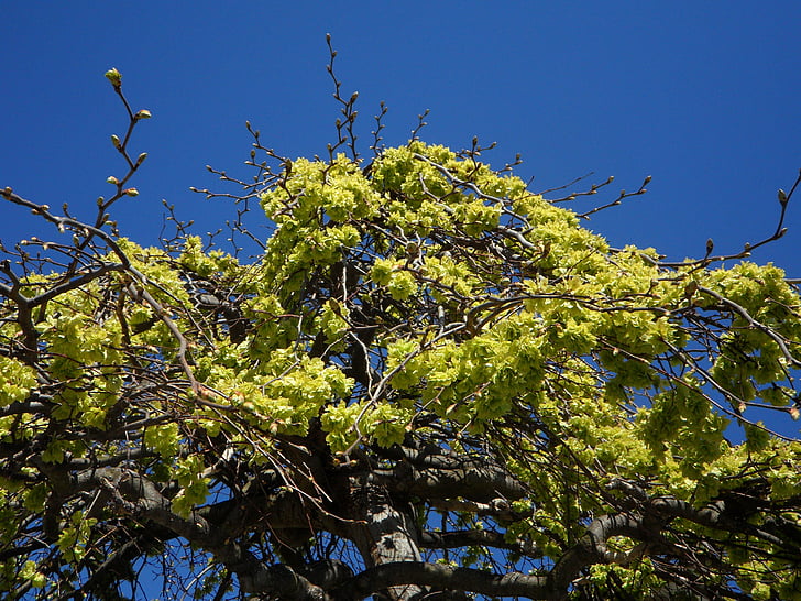 Linde-Group, våren, første grønne, grønn, himmelen, blå, treet