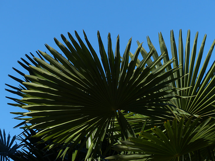 Palm, drevo, datum palm, senci dreves, listi, mestu Wedel, datum palmo iz Kanarskih otokov