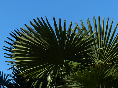 Palm, puu, datlipalm, varju puud, lehed, Wedel, Kanaari saartel datlipalm