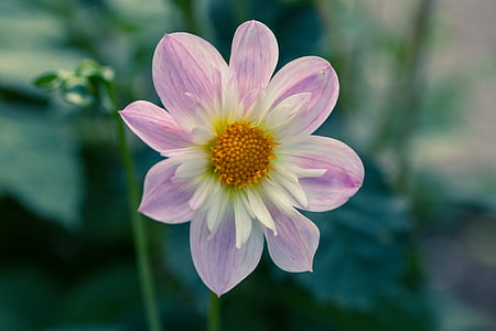 Dahlia hortensis, Dahlia, Krk kudrlinky-Georgína, kvet, kvet, makro, kvet