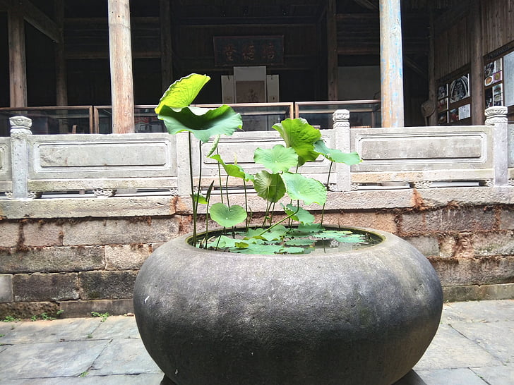 mísa, Lotus