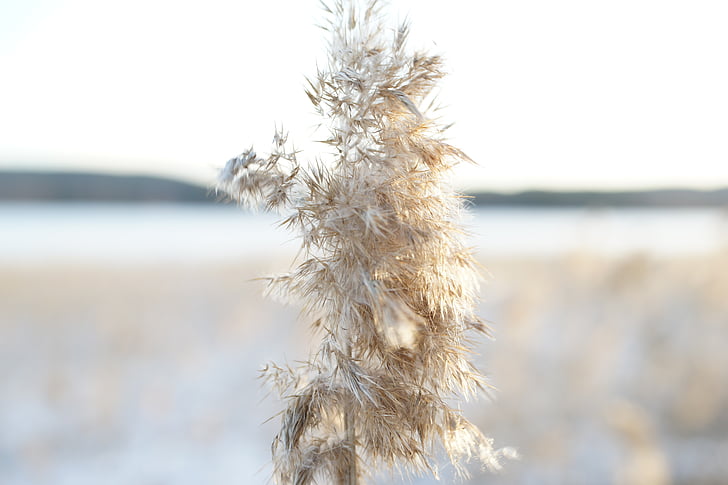 landscape photo, winter, hay, macro, autumn, nature, frost