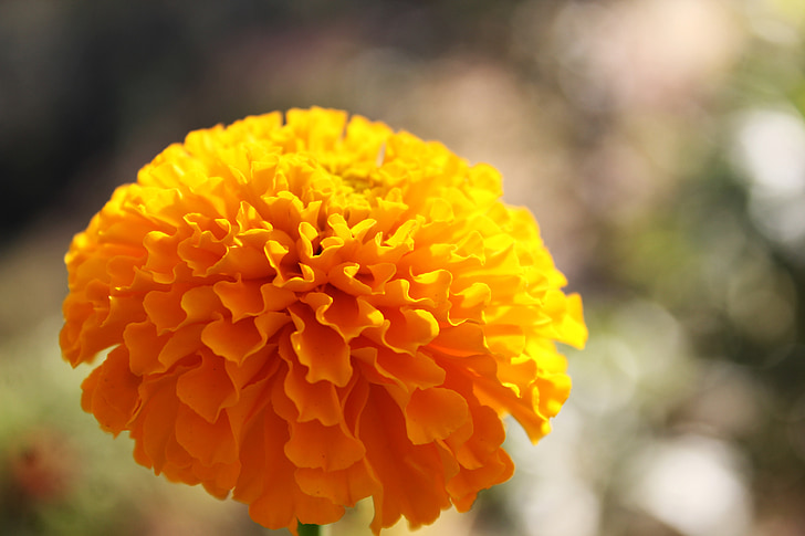 marigold, flower, gold, blooming, petal