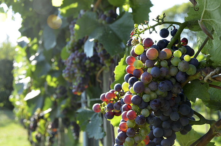 veini, viinamarjad, viinapuu, Vintage, puu, taim, Grapevine