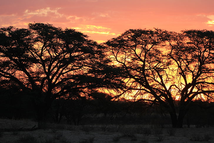 solnedgang, silhuett, Kalahari, Afrika, himmelen