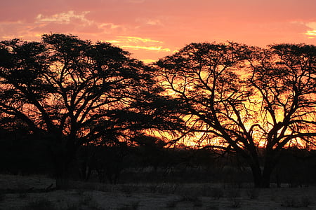 zalazak sunca, silueta, Kalahari, Afrika, nebo