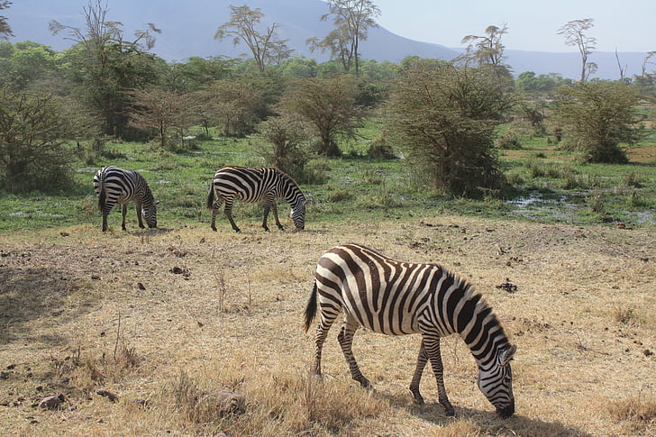 Zebra, Safari, Tanzania, Afrika, dier, strips, zwart-wit