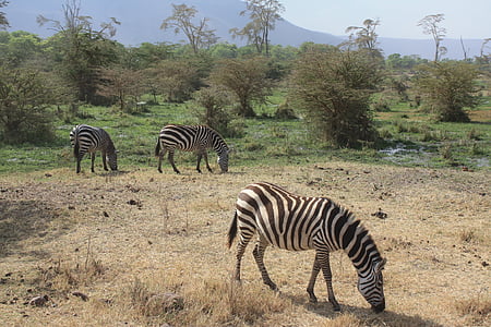 Зебра, сафари, Танзания, Африка, животните, ленти, Черно и бяло