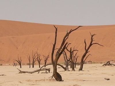 deadvlei, 사하라, 죽은 vlei, 나미비아, 가뭄, 모래, 모래 언덕