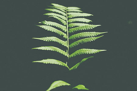 fern, plant, gray, background, green, leaf, dark