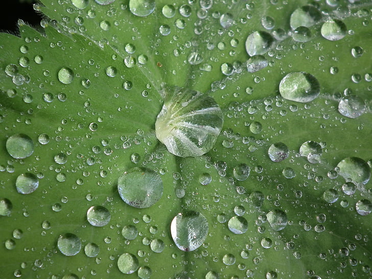 drop of water, frauenmantel, raindrop