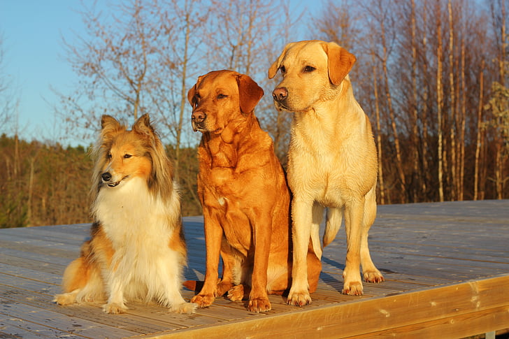 Köpekler, Labrador, arkadaşlar, Trio, Köpekler birlikte, ayakta köpekler, köpek