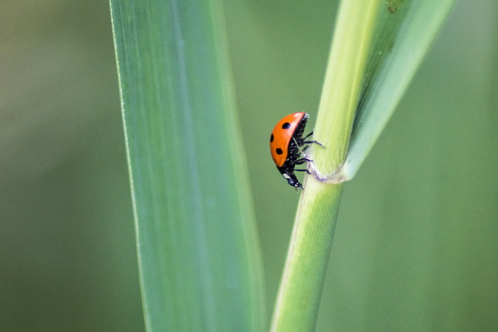 Ladybird, Mariquita, insecte, escarabat, error, vermell, primavera