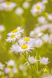 chamomile, flower, meadow, medicinal herbs, plant, genuine chamomile, white