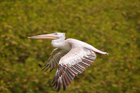 pelican, bird, flight, crow flies, animal, wildlife, nature