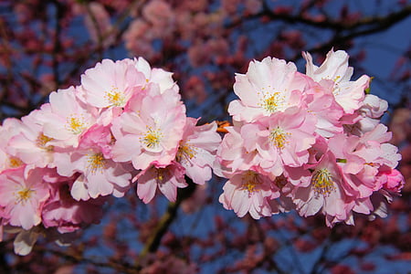cherry blossom, japanese cherry, smell, blossom, bloom, japanese flowering cherry, ornamental cherry