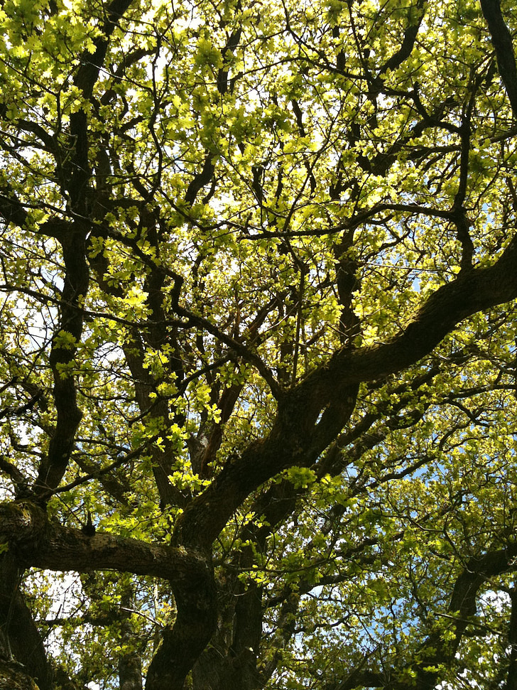 treet, eik, gren, gamle tre, feltet, skog, Frankrike