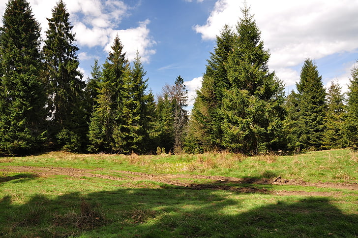 Příroda, strom, tráva, jaro, Les, léto, venku