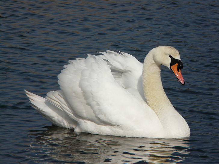 swan, white, waterbirds, swimming, floating, lake, water