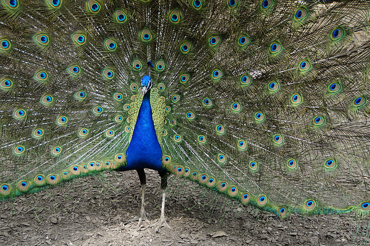 Peacock, Beat rad, Peacock pyörän, lintu, sulka, Balz, höyhenpeite